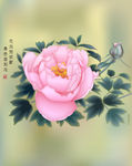 牡丹