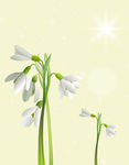 白花