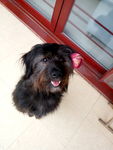 果冻狗狗