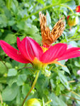小丽菊