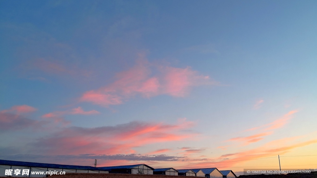 夕阳红