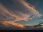 夕阳红