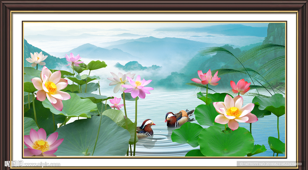荷花风景