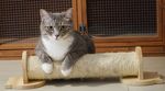 猫咪