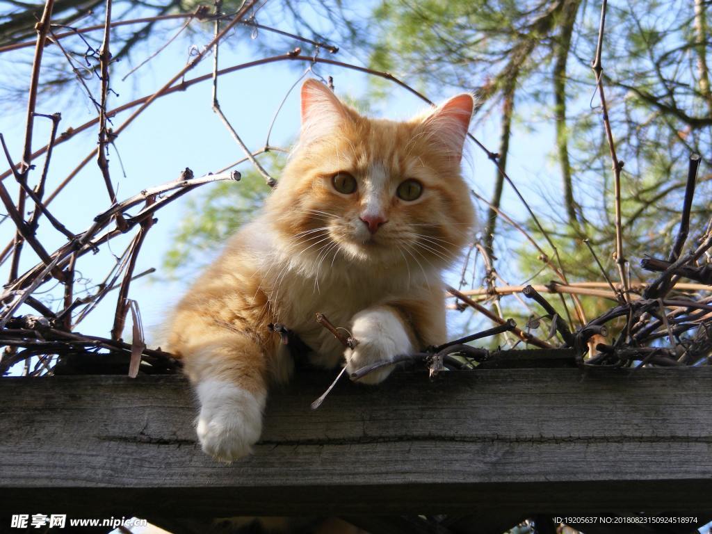 猫咪