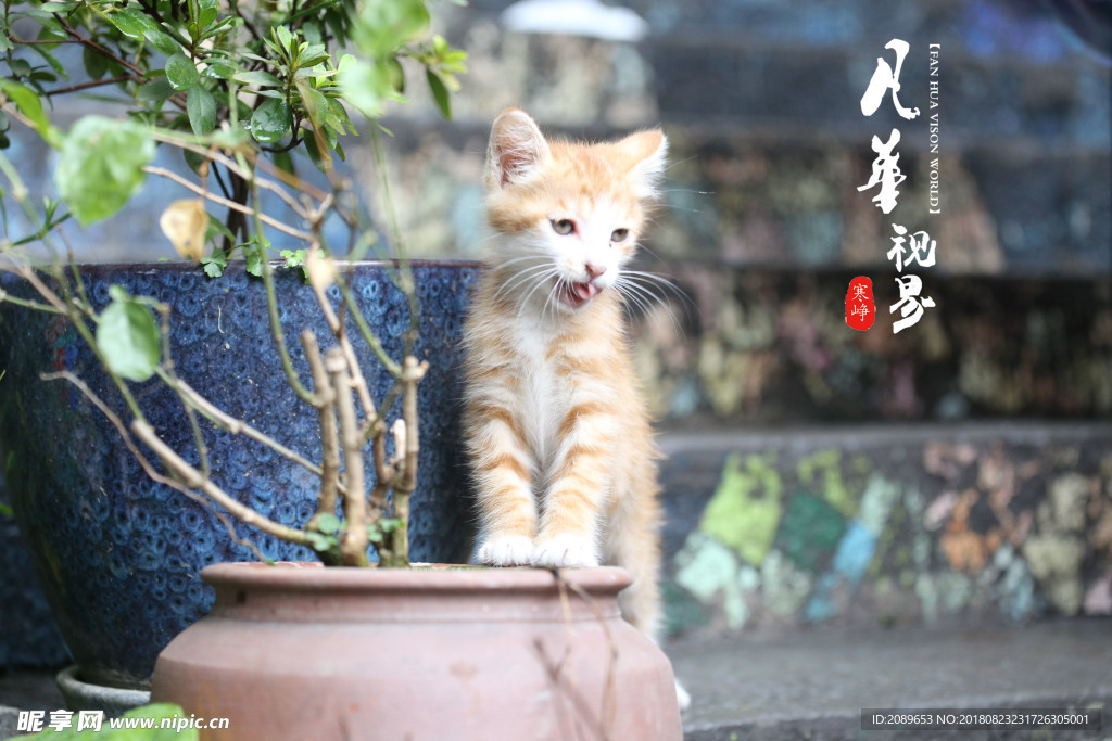 吃饱了的猫