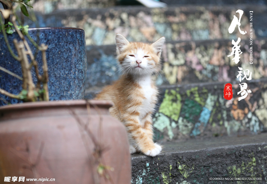 撒骄的猫咪