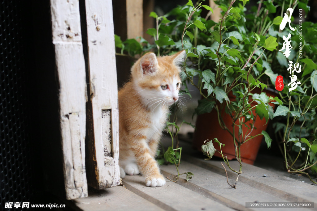 守门的猫咪