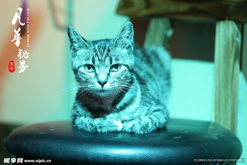 酒吧里的猫咪