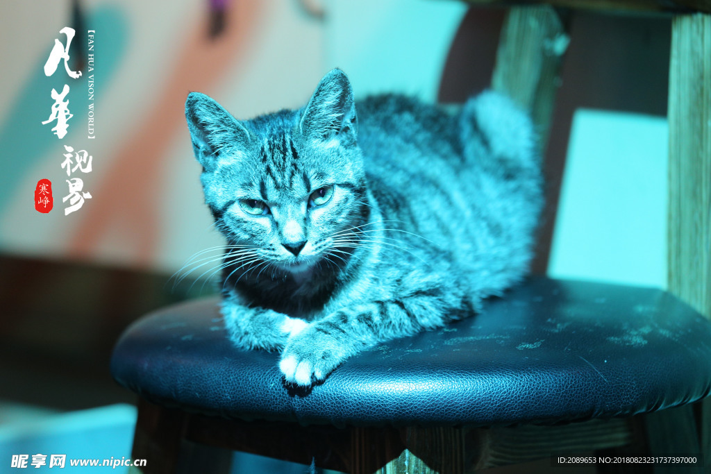 猫猫