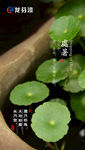 龙芬漆