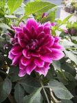 大丽花