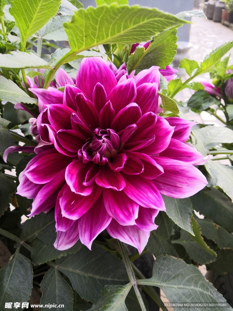 大丽花