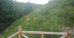 山