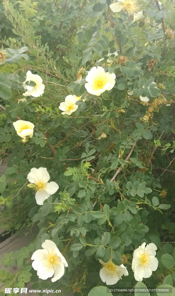 禾木之美