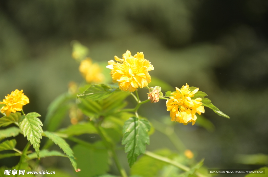 重瓣棣棠花