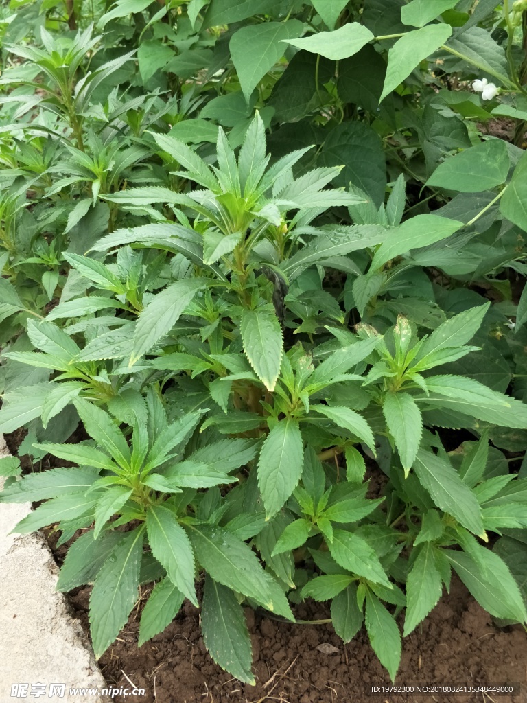 植物