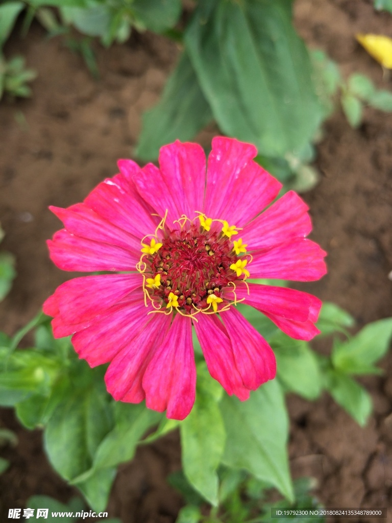 鲜花