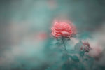 鲜花