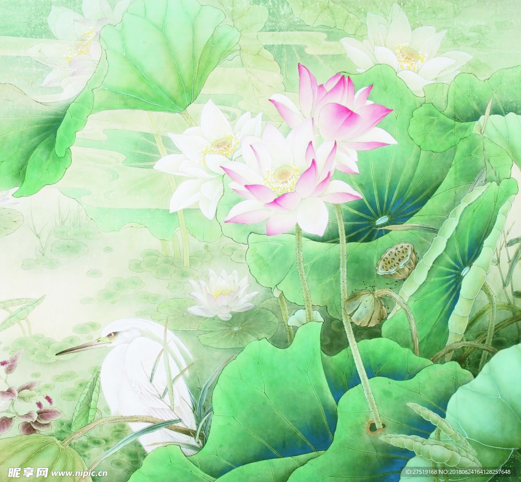 荷花