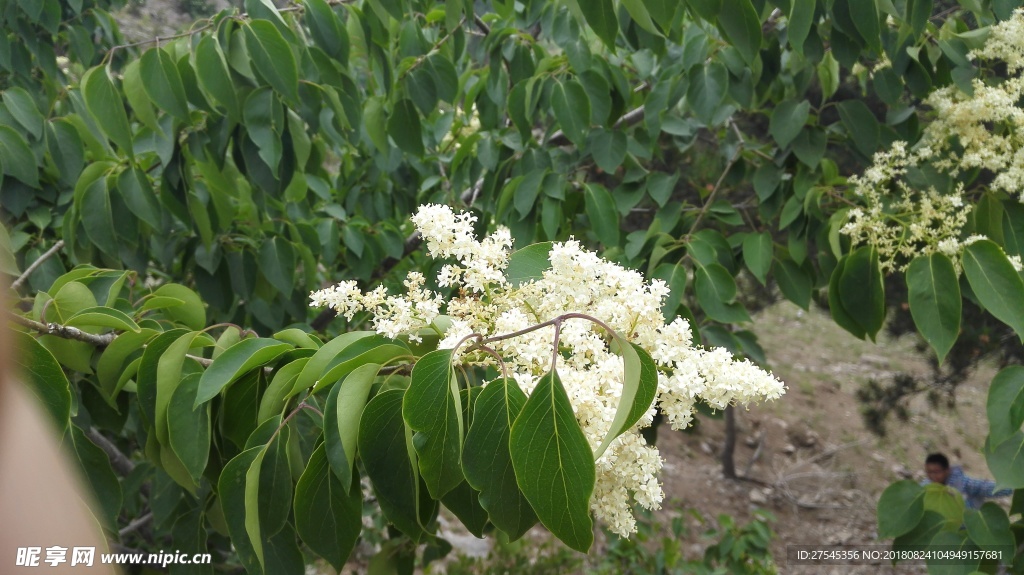 黄色的花