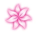 紫荆花