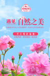 玫瑰酵素