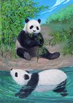 科普动物绘本插画
