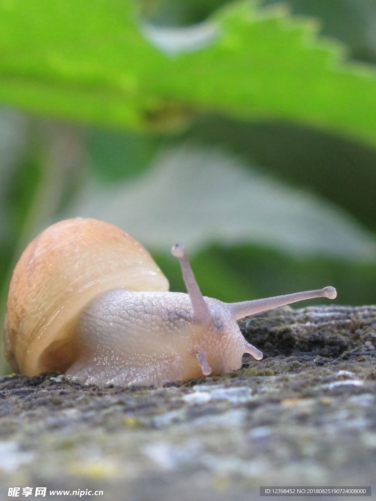 蜗牛