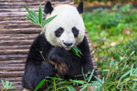 中国国宝熊猫
