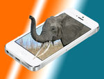 手机中的大象