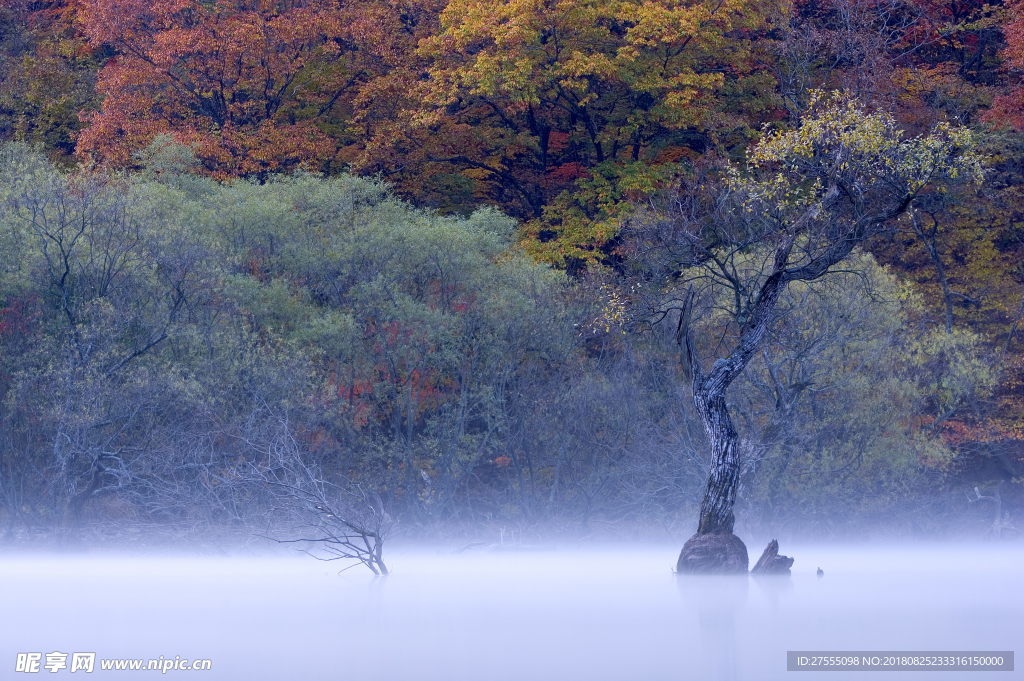 雾中的森林风景