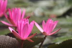 莲花