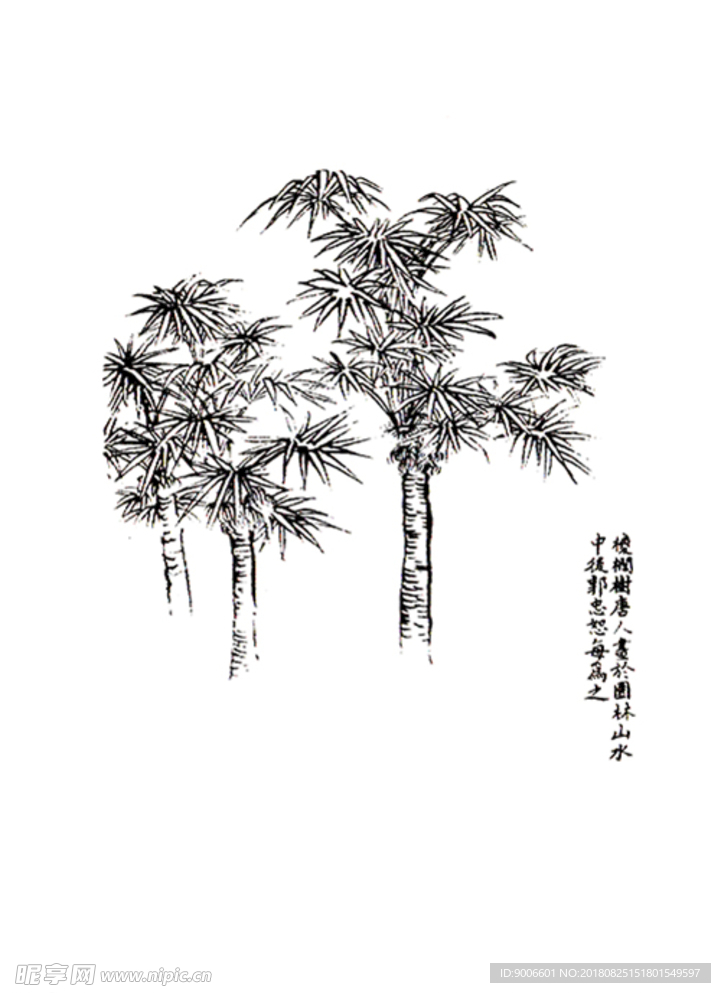 芥子园棕榈树