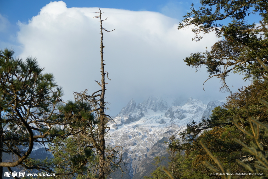 玉龙雪山 云 树