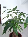 盆栽 植物 室内盆栽 办公盆栽