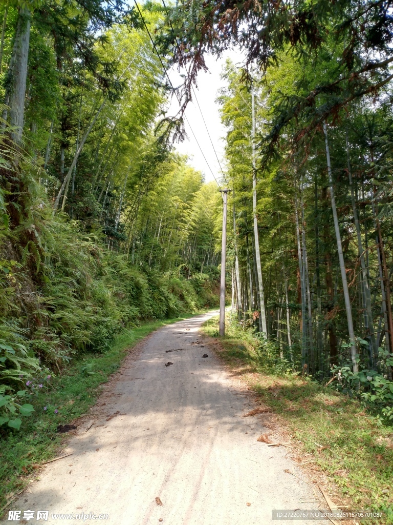 竹林漫道