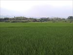 绿油油的稻田
