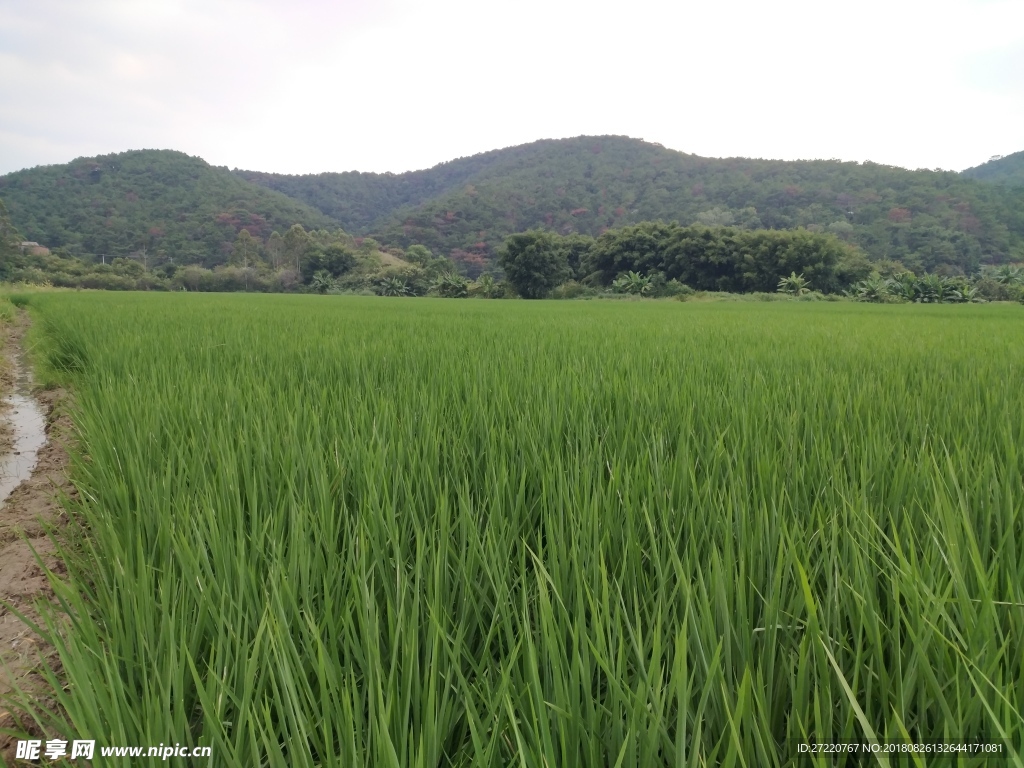 夏季稻田