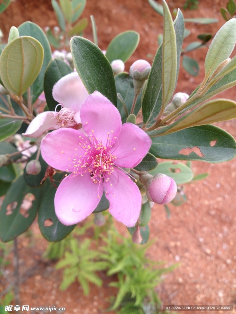 山棯子花