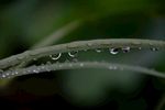 水珠