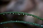 水珠