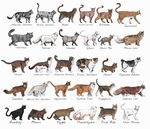 矢量可爱猫猫图片