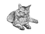 矢量可爱猫猫图片