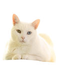 矢量可爱猫猫图片