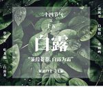 二十四节气白露