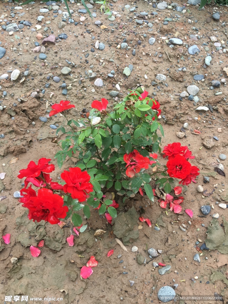 月季花