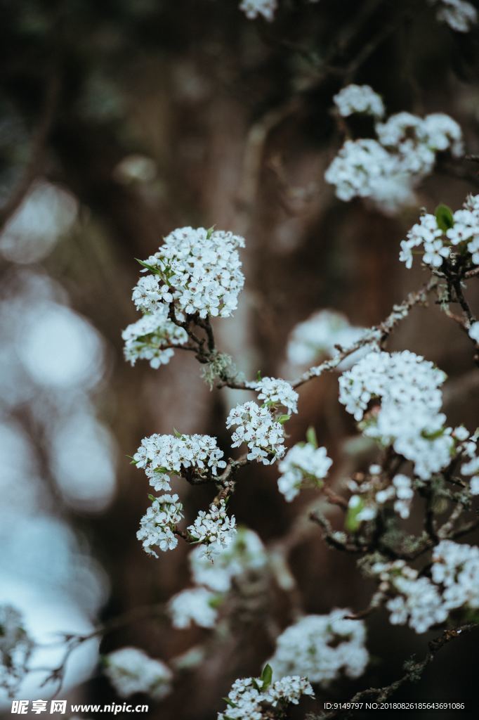 绣球花