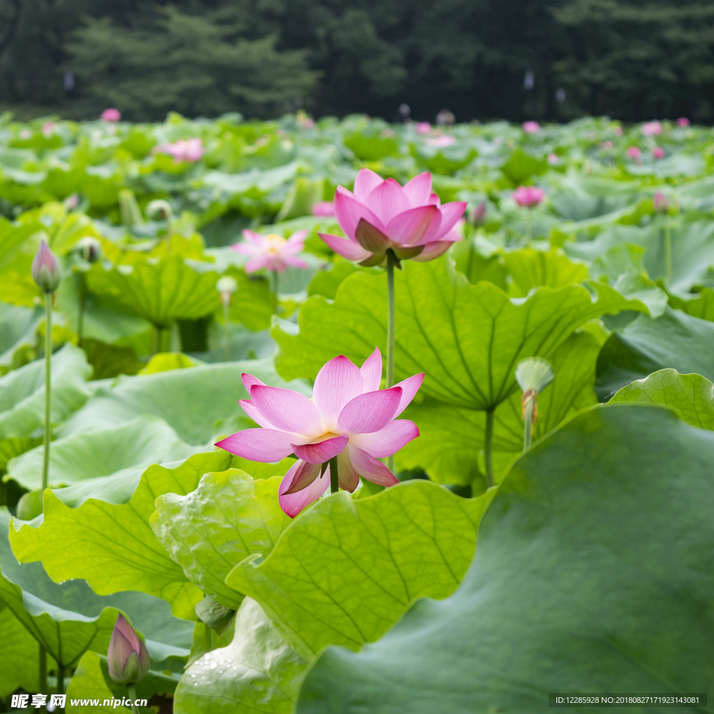 荷花  艳丽