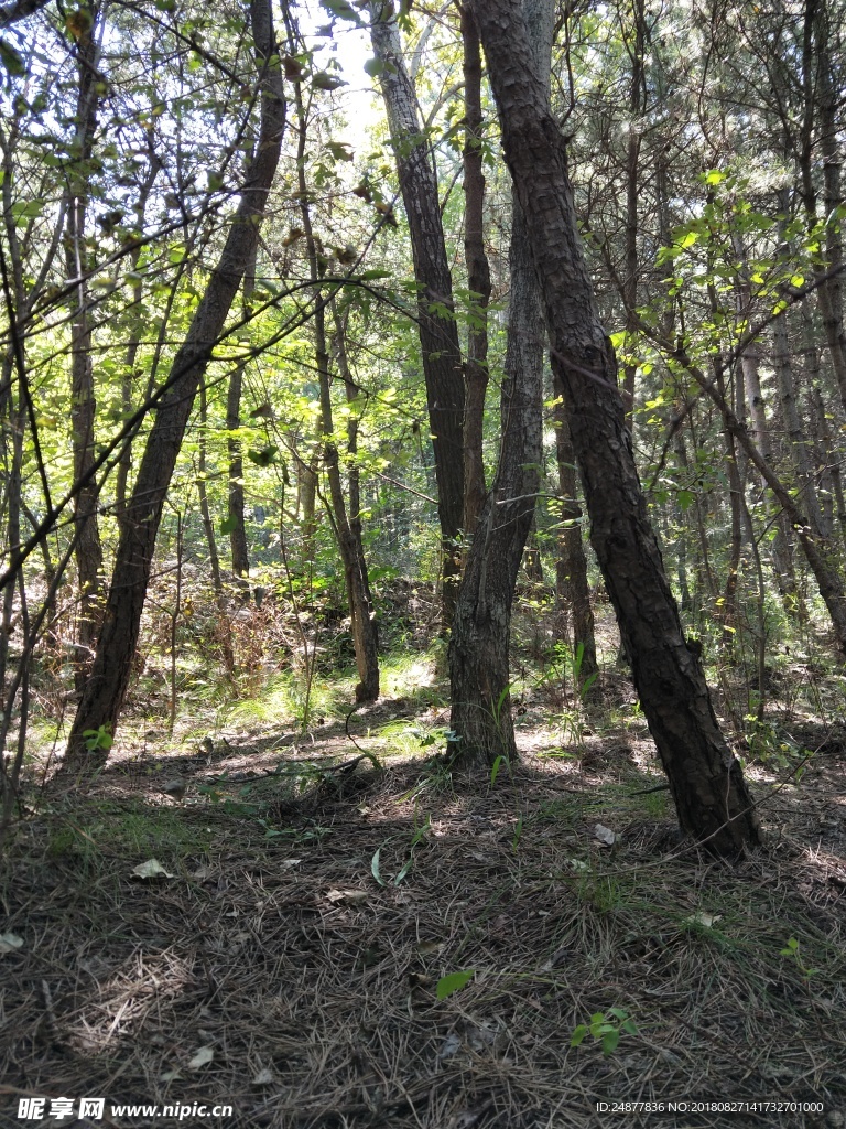 野外树林